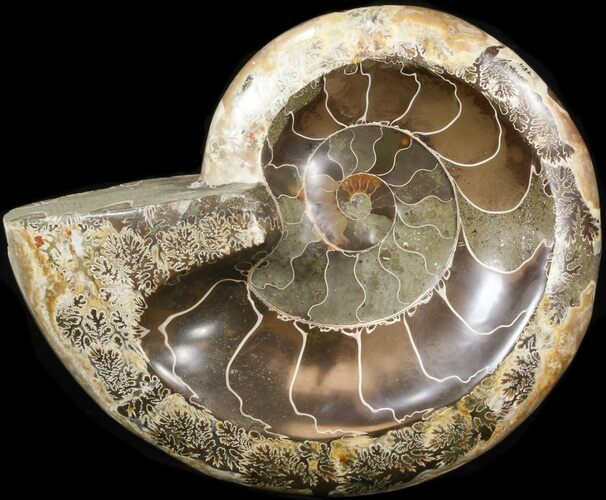 Wide Polished Ammonite 'Dish' #41641